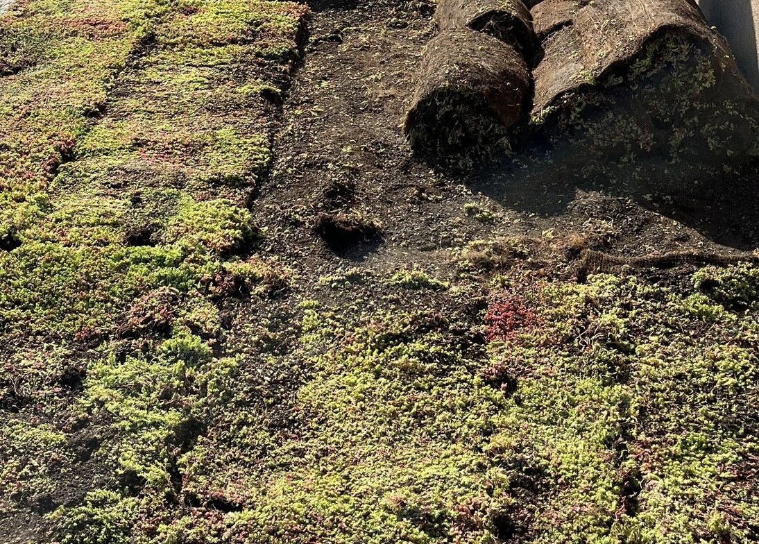 Golf Hostivař, studie - Předpěstované rostlinné rohože na střešní zahrady – rozchodníkový koberec