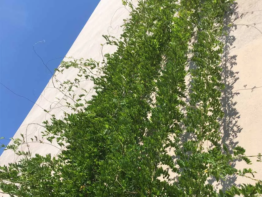 Holiday Inn Brno, realizace Archtex, zelená fasáda - Vertikální zeleň a rostliny pokrývající fasádu městského domu Holiday Inn Brno, realizace Archtex - Vertikální zeleň a rostliny pokrývající fasádu městského domu