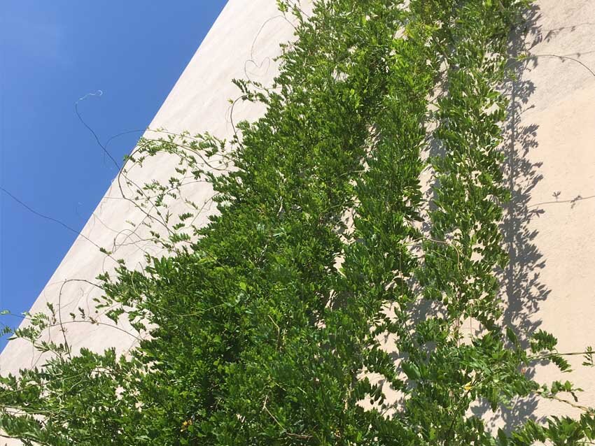 Holiday Inn Brno, realizace Archtex - Vertikální zeleň a rostliny pokrývající fasádu městského domu